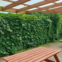 Vița canadiană Veitchii este un excelent delimitator de spațiu și poate forma un perete verde natural.