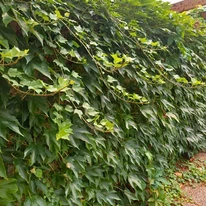 Parthenocissus tricuspidata Veitchii creează un adevărat perete verde.