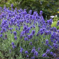 Lavandula angustifolia Super Blue - Lavandă