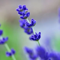 Lavandula angustifolia Super Blue - Lavandă