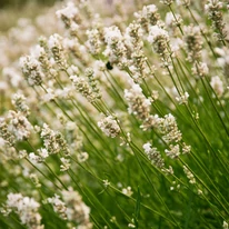 Lavandula x intermedia Edelweiss - Lavandă cu flori albe