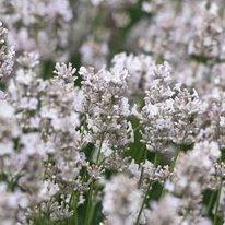 Lavandula x intermedia Edelweiss - Lavandă cu flori albe