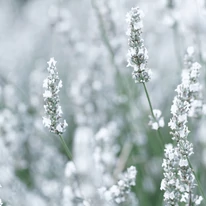 Lavandula x intermedia Edelweiss - Lavandă cu flori albe