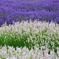 Lavandula x intermedia Edelweiss - Lavandă cu flori albe