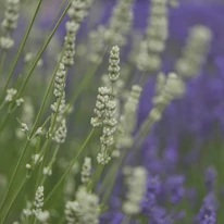 Lavandula x intermedia Edelweiss - Lavandă cu flori albe