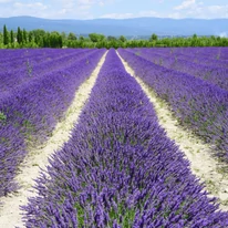 Lavandă plantată în rânduri. 