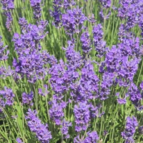 Lavandula x intermedia Grappenhall în timpul înfloririi. 