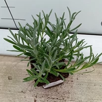 Lavandula x intermedia Edelweiss - Lavandă cu flori albe