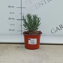 Lavanda Grappenhall în luna august în pepiniera noastră. 