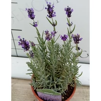 Florile lavandei Hidcote în pepiniera noastră. 