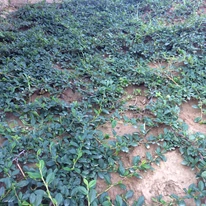 Cotoneaster târâtor în primul an după plantare. 