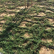 Cotoneaster târâtor plantat pe un deal. 