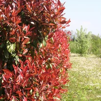 Photinia x fraserii Camilvy stufoasă. 