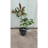 Photinia x fraserii Camilvy în ghiveci. 