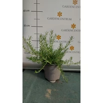 Rosmarinus officinalis la sfârșitul lunii mai. 