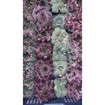 Sempervivum species în mai multe culori. 