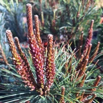 Pinus densiflora Tanyosho Compacta - Pin roșu japonez