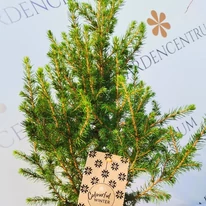 Aspectul plantei Picea glauca la pepiniera noastră.