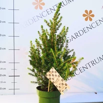 Aspectul plantelor Picea glauca la sfârșitul lunii octombrie.