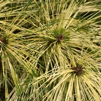 Pinus densiflora Rainbow - Pin roșu japonez