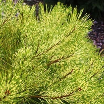Pinus densiflora Rainbow - Pin roșu japonez
