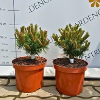 Pinus mugo Benjamin în pepiniera noastră. 