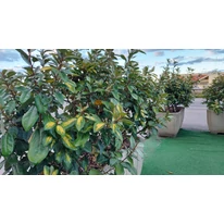 Măslinul rusesc plantat în ghiveci. 