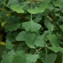 Frunzele plantei Ginkgo biloba.