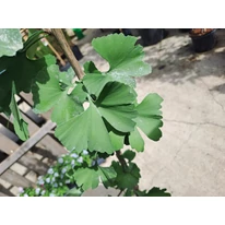 Ginkgo biloba K5 - Arborele pagodelor