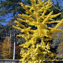 Ginkgo biloba K5 - Arborele pagodelor
