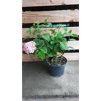 Hortensie Candybelle Marshmallow la ghiveci. 