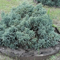 Ienupăr Blue Star matur plantat într-un strat de flori. 