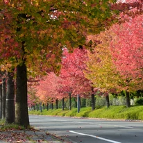 Liquidambar styraciflua Lane Roberts K7,5 - Arborele de gumă