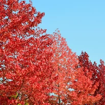 Liquidambar styraciflua Lane Roberts K7,5 - Arborele de gumă