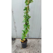 Lonicera japonica la ghiveci. 
