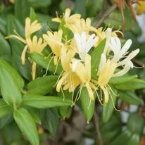 Florile caprifoiului japonez veșnic verde.