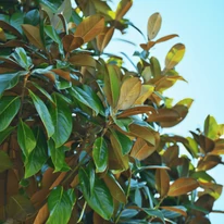 Frunzele magnoliei veșnic verde.
