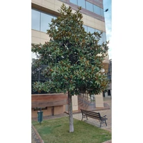 Copacul Magnolia grandiflora în formă de con. 
