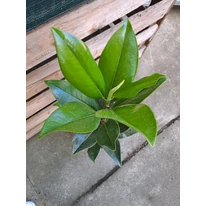 Frunzele verzi ale magnoliei veșnic verde.