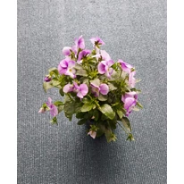 Viola × wittrockiana - Panseluță de grădină