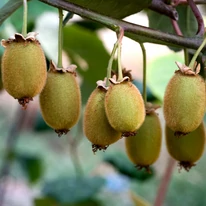 Poți culege fructe de kiwi dulci, cu gust plăcut din propria ta grădină.