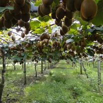 Actinidia deliciosa Jenny - Kiwi autofertil