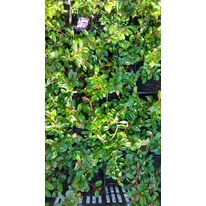 Frunzișul verde a plantei Cotoneaster dammeri var. radicans.
