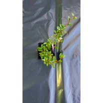 Cotoneaster târâtor la ghiveci. 