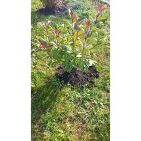 Photinia este spectaculoasă și ca plantă solitară. 