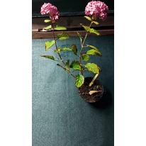 Hortensia arbustivă Pink Annabelle la ghiveci toamna.