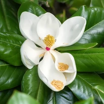 Floarea albă a magnoliei veșnic verzi.