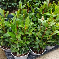 Dafinul este o plantă aromatică și o plantă ornamentală minunată în aceași timp. 