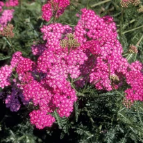 Achillea millefolium  - Coada șoricelului cu flori roz intense