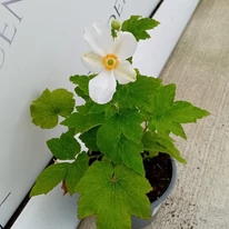 Frunzele și floarea anemonei, în luna august, în pepiniera noastră. 